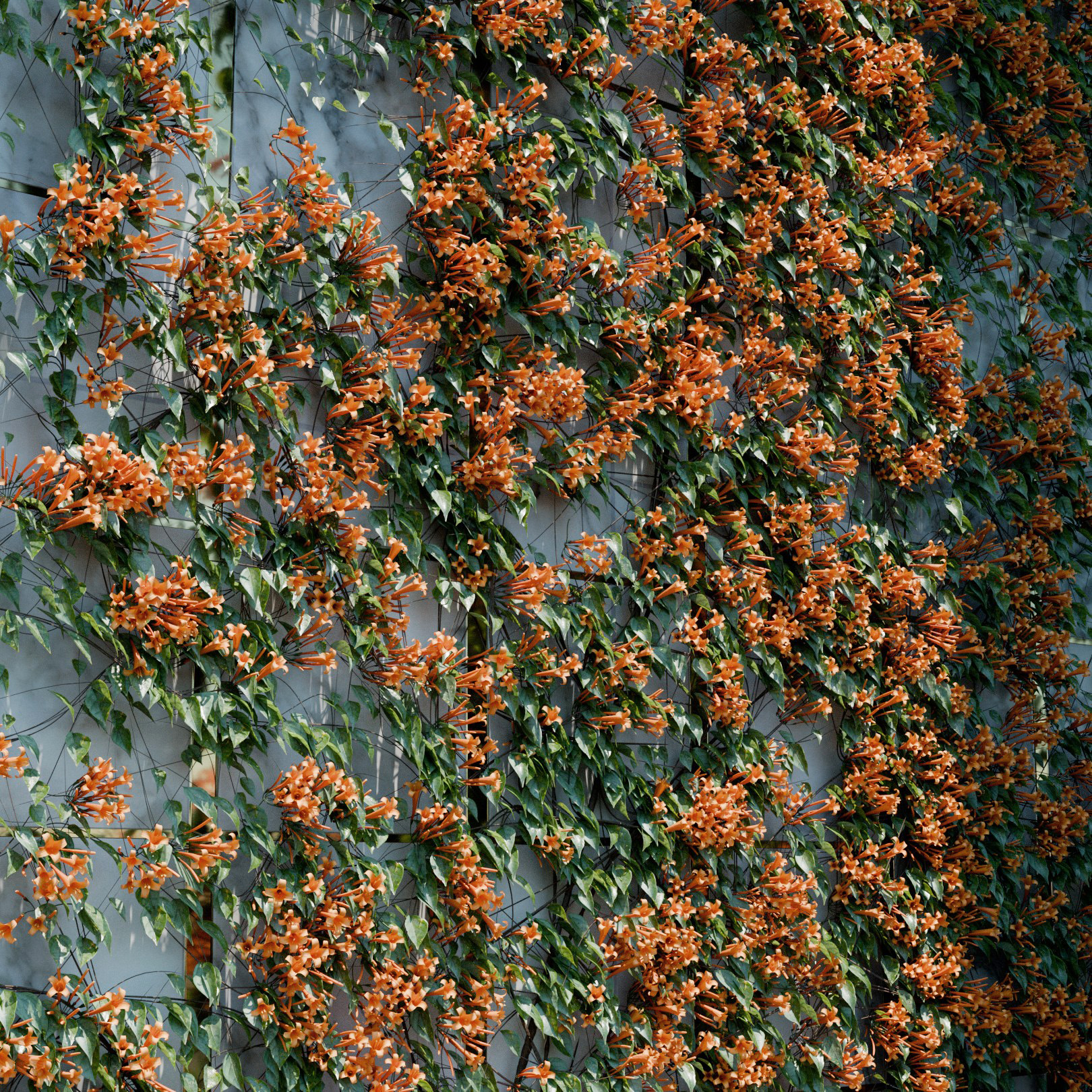 Pyrostegia Venusta Ivy Preset